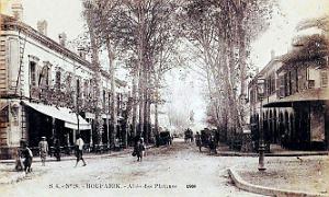 Boufarik - Allee des Platanes - 1904